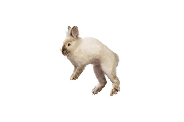 흰색 스튜디오 배경 위에 격리된 아름다운 귀여운 흰 토끼의 초상화 국내 동물 애완 동물 친구