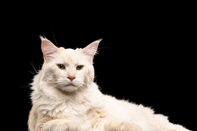 Portrait of beautiful domestic cat posing, looking at camera isolated over black background