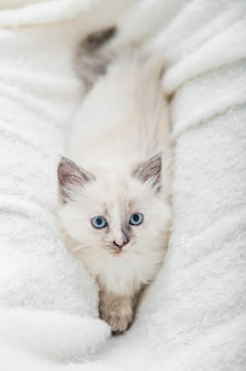 Portrait of beautiful fluffy white kitten with blue eyes on white blanket cat animal baby kitten wit...