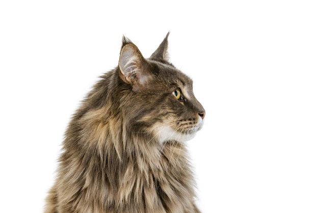 Portrait of beautiful furry cat posing, looking away