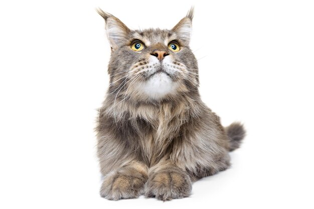 Portrait of beautiful furry cat posing