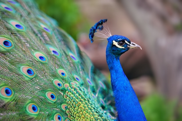 Portrait of beautiful peacock with feathers out