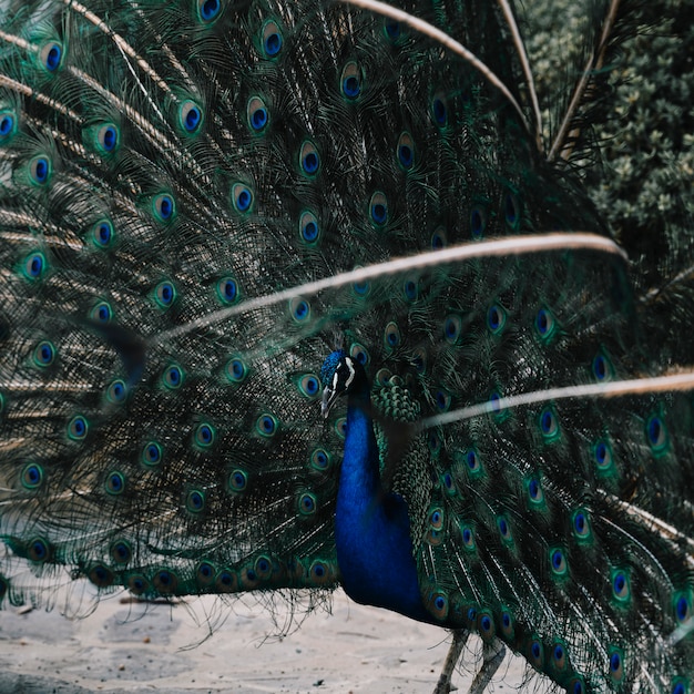 Portrait of a beautiful peacock