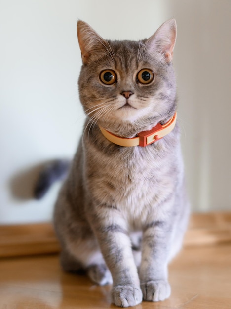 Portrait of beautiful purebred pussycat with shorthair and orange collar on neck sitting on floor reacting on camera flash and scared looking to light indoor