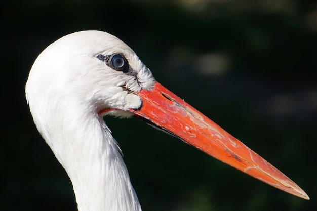 ぼやけた暗い背景に美しいコウノトリの鳥の肖像画