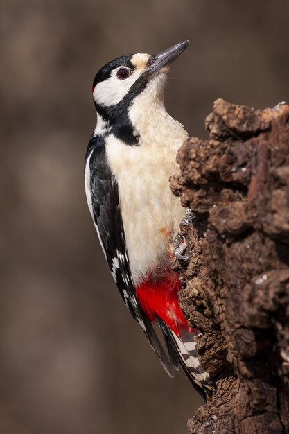 Portrait of a beautiful woodpecker standing on a tree trunk