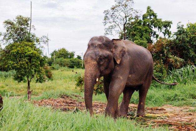 Portrait of beuatiful thai asian elephant stands on green field Elephant with trimmed cutted tusks