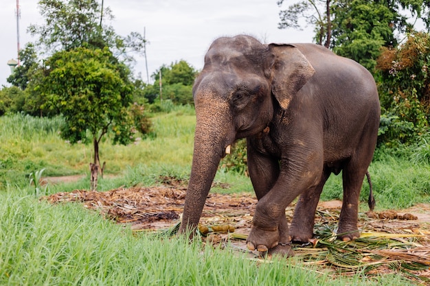Free Photo portrait of beuatiful thai asian elephant stands on green field elephant with trimmed cutted tusks