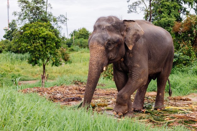 Portrait of beuatiful thai asian elephant stands on green field Elephant with trimmed cutted tusks