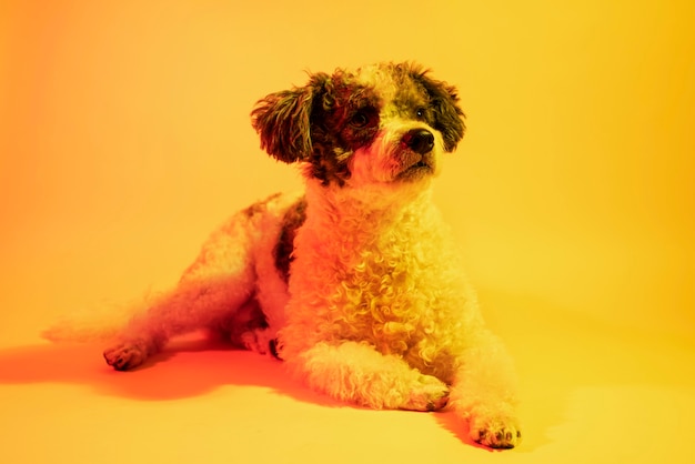 Portrait of bichon frise dog in gradient lighting