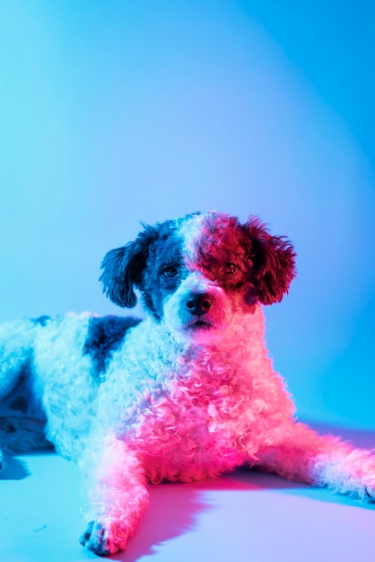 Portrait of bichon frise dog in gradient lighting