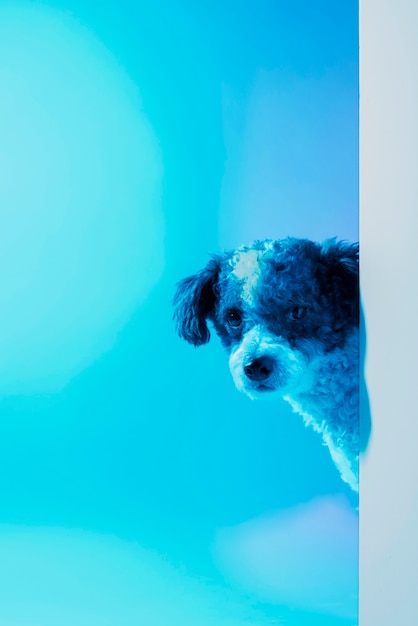 Foto gratuita ritratto di cane bichon frise con illuminazione a gradiente