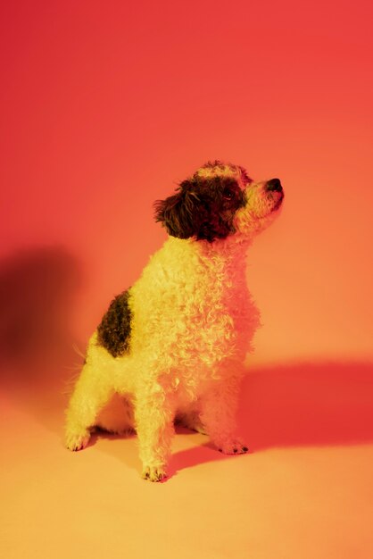 Portrait of bichon frise dog in gradient lighting