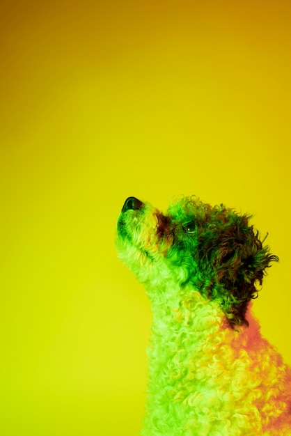 Portrait of bichon frise dog in gradient lighting