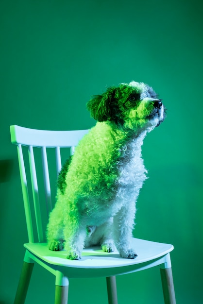 Foto gratuita ritratto di cane bichon frise con illuminazione a gradiente