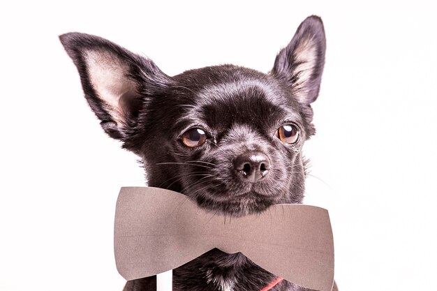 Portrait of a black boston terrier dog with bowtie