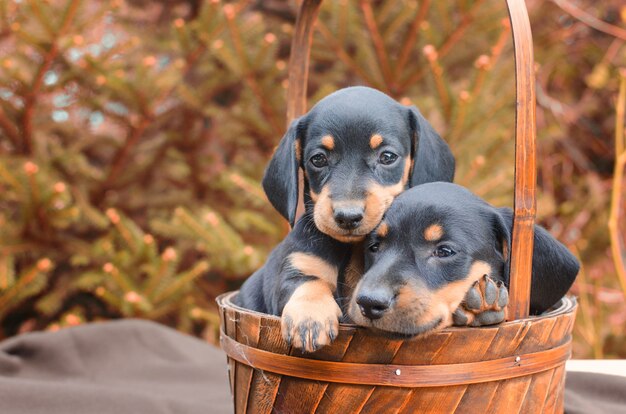 Portrait of black dachshund puppies