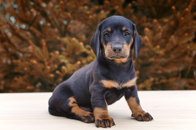 Portrait of black dachshund puppy