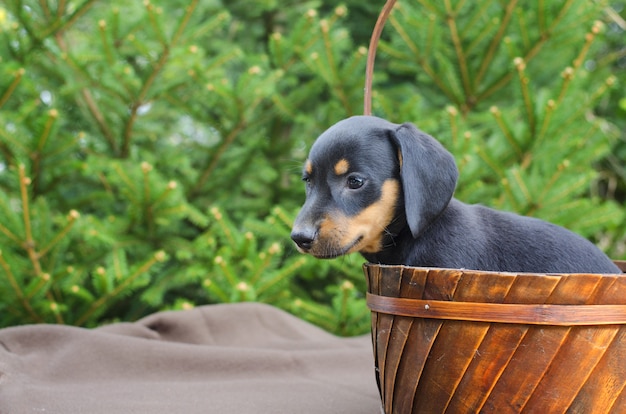 Portrait of black dachshund puppy