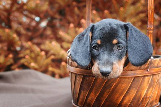 Foto gratuita ritratto di cucciolo bassotto nero