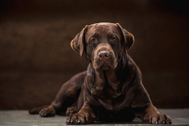 暗い背景に対して撮影された黒いラブラドール犬の肖像画。