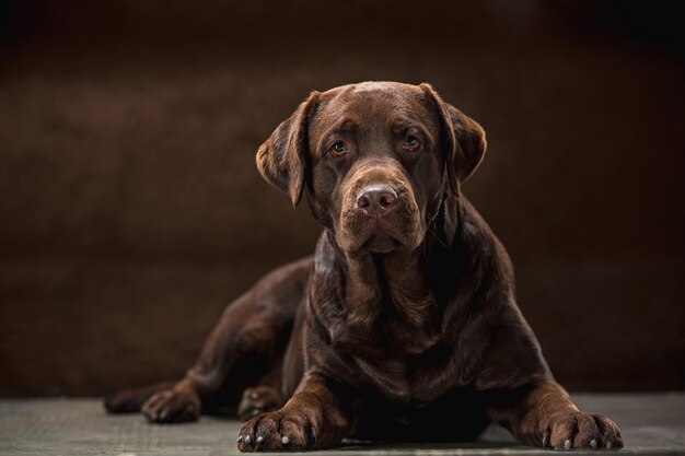 portrait of a black Labrador dog taken against a dark backdrop.