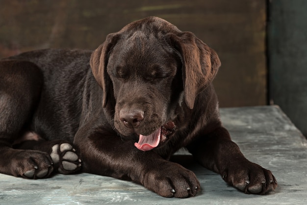 暗い背景で撮影された黒いラブラドール犬の肖像画。