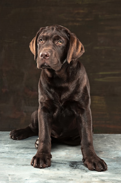 Портрет черной собаки Лабрадора принятой против темного фона.