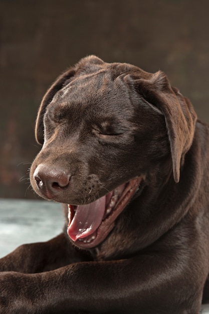 The portrait of a black Labrador dog taken against a dark backdrop.