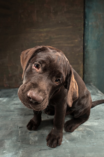 The portrait of a black Labrador dog taken against a dark backdrop.