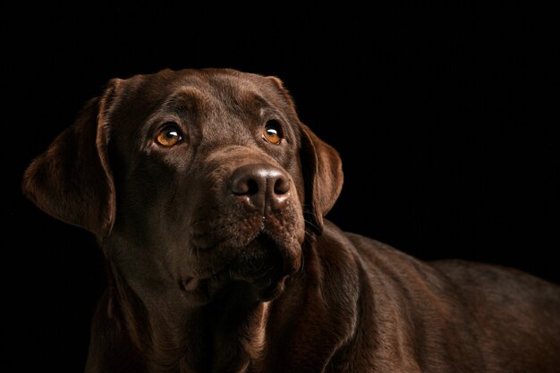 The portrait of a black Labrador dog taken