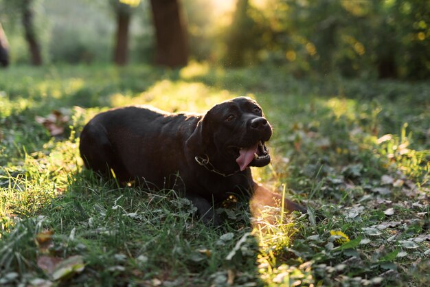 Portrait of a black labrador sticking out tongue lying on green grass