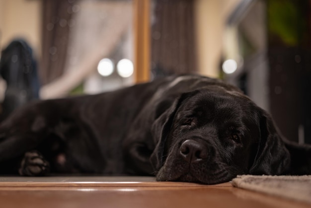 Portrait of a black labrador