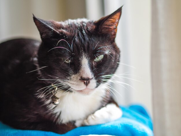 Portrait of a black-white adorable cat sitting on the blue blanket on the blurred surface