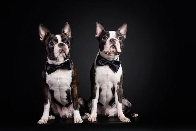 Portrait of the black and white french bulldog puppies wearing bow ties on black