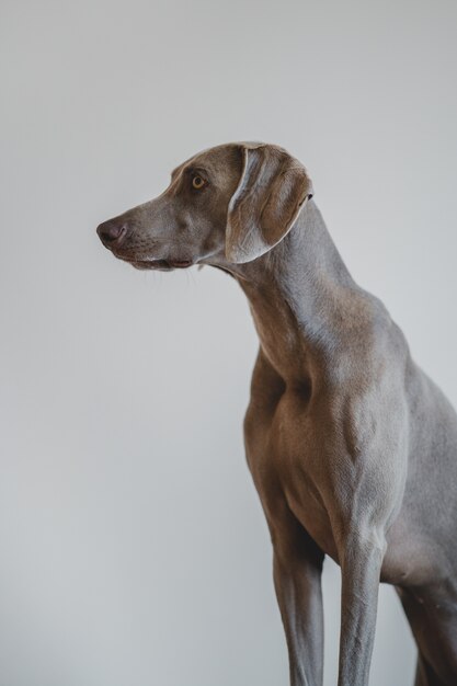青いワイマラナー犬の肖像画
