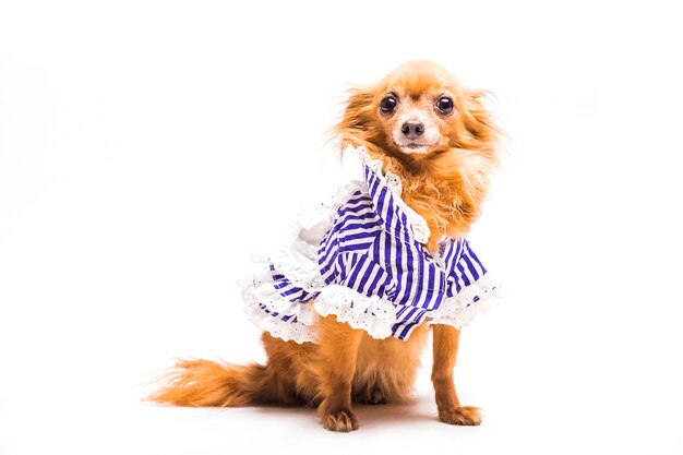 Portrait of brown dog dressed with stripped pet clothing