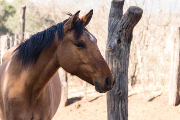 Портрет коричневой лошади в поле