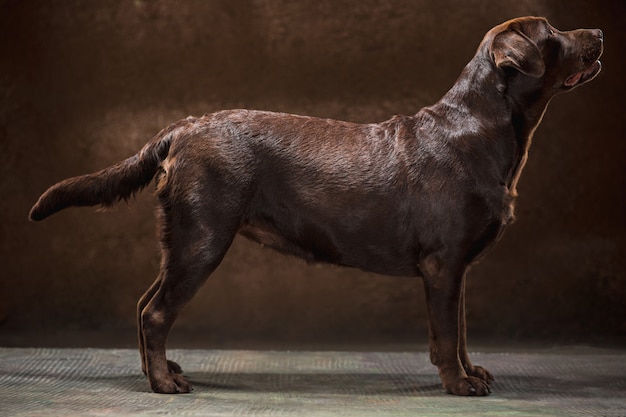 The portrait of a brown Labrador dog