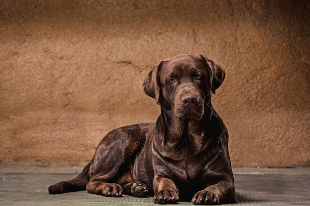 茶色のラブラドル・レトリーバー犬の犬の肖像画