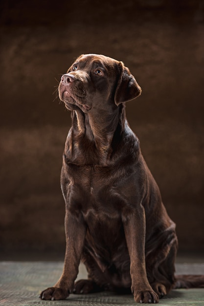 Free photo the portrait of a brown labrador retriever dog