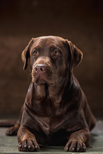 茶色のラブラドル・レトリーバー犬の犬の肖像画