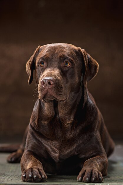 The portrait of a brown Labrador Retriever dog