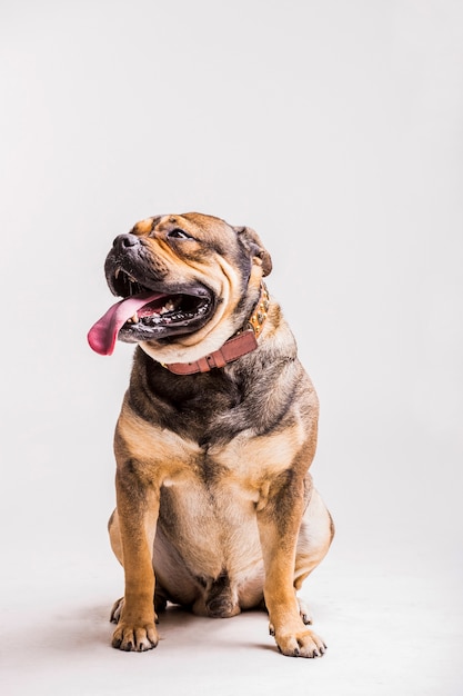 Portrait of a bulldog with its long tongue out against white backdrop