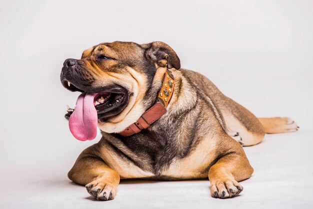Portrait of bulldog with sticking its tongue out over white background