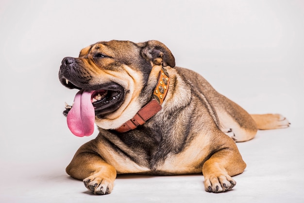 Portrait of bulldog with sticking its tongue out over white background