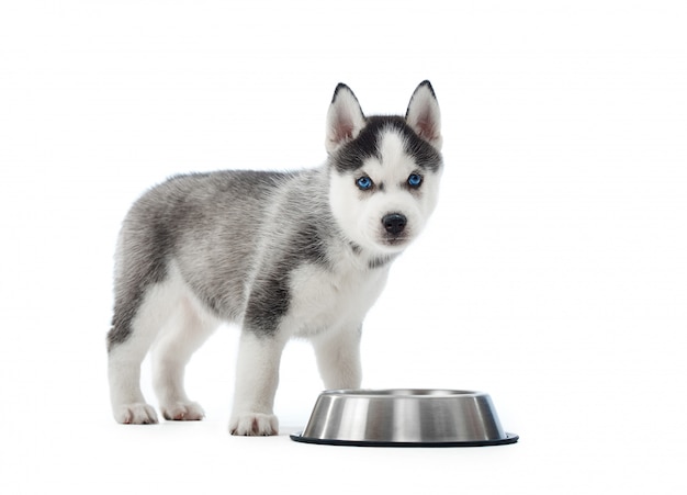 portrait of carried and cute puppy of siberian husky dog standing near silver plate with water or food. Little funny dog with blue eyes, gray and black fur. .