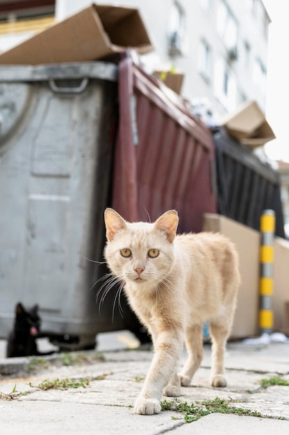 Portrait of cat walking down the street