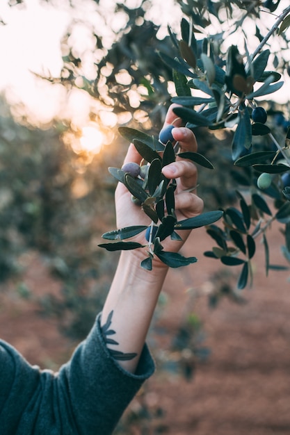 Portrait of charming lady in summer resort outfit posing next to olive tree