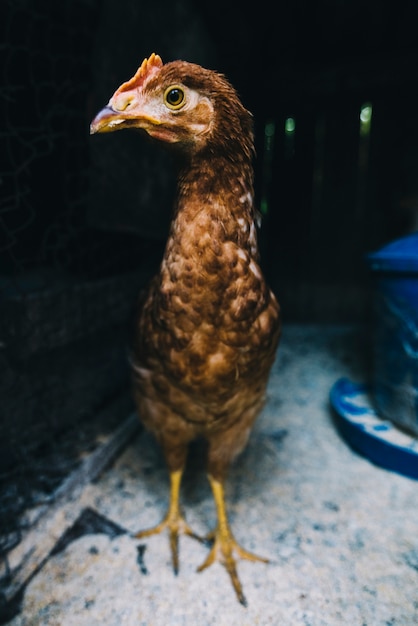 Portrait of chicken in the coop